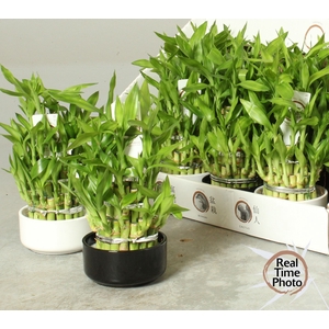DRA LUCKY BAMBOO