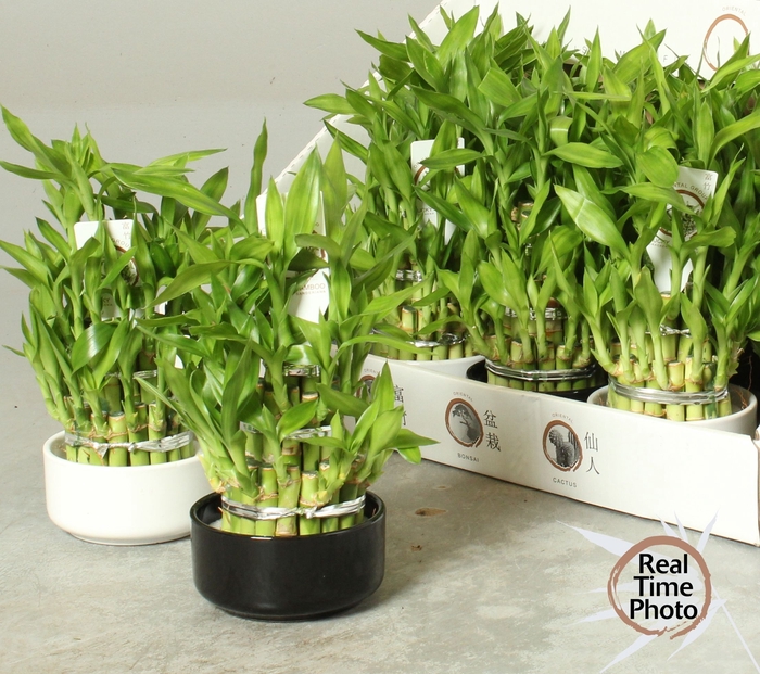 <h4>DRA LUCKY BAMBOO</h4>