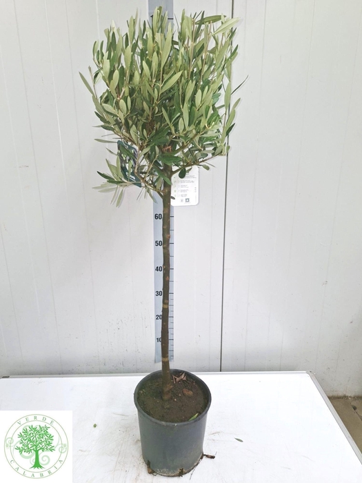 Olea Europaea