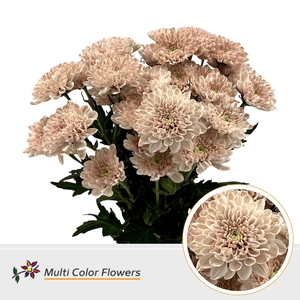 Chr T Altaj Desert Bloom