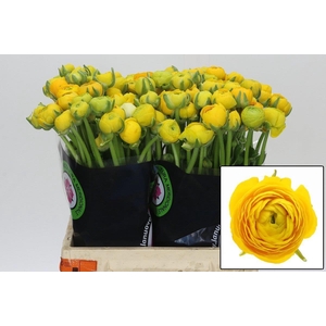 Ranunculus Elegance Yellow