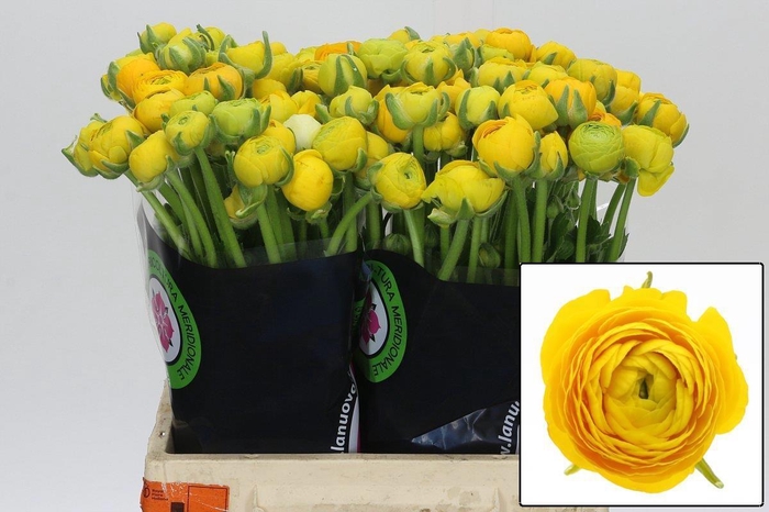 <h4>Ranunculus Elegance Yellow</h4>