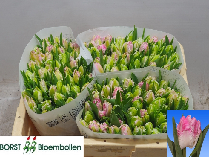 <h4>TU PA CABANNA</h4>