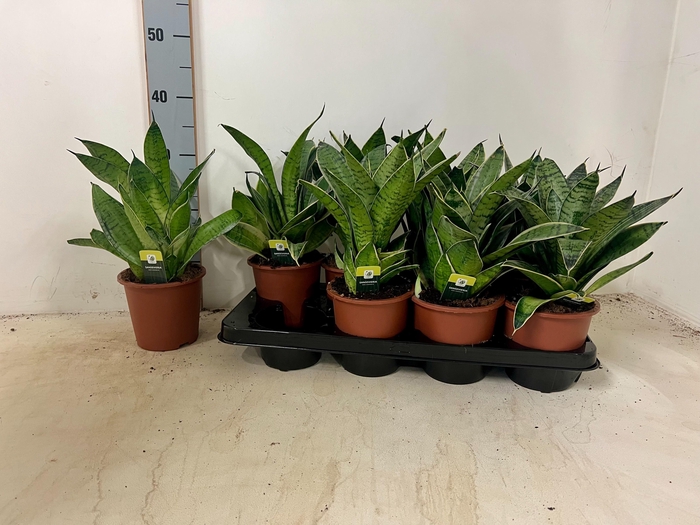 <h4>SANSEV HAHNII</h4>