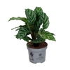 CALATHEA ROSEOPICTA P9 FREDDIE