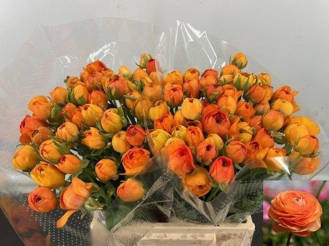 <h4>RAN AM MANDARINE</h4>