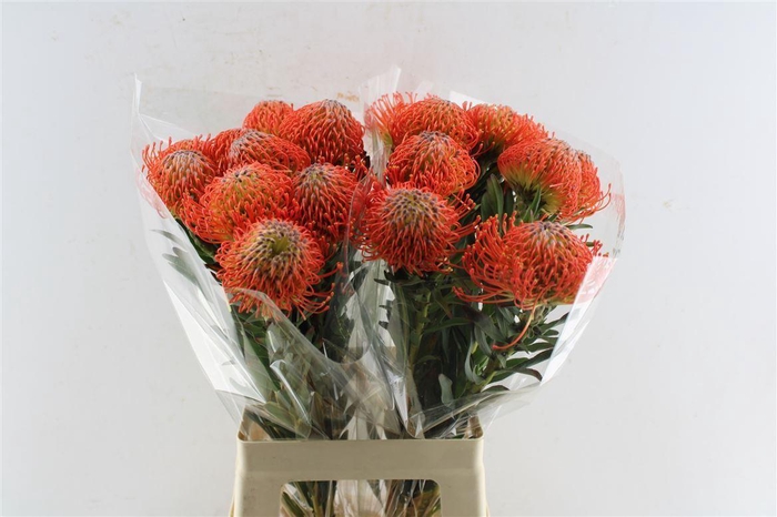 <h4>Leuco Co Succession</h4>