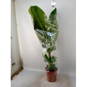Musa  'Dwarf Cavendish'