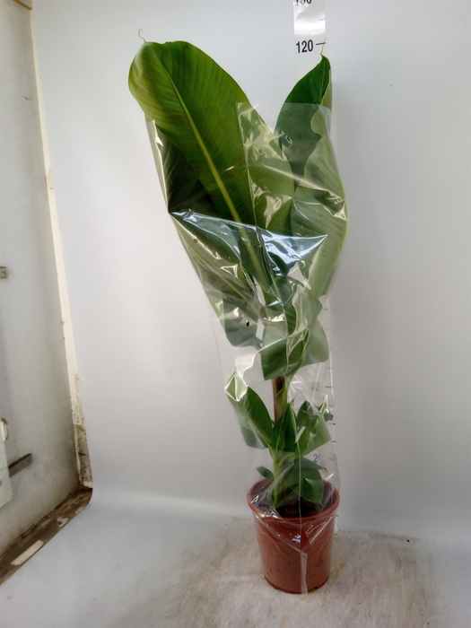 <h4>Musa  'Dwarf Cavendish'</h4>