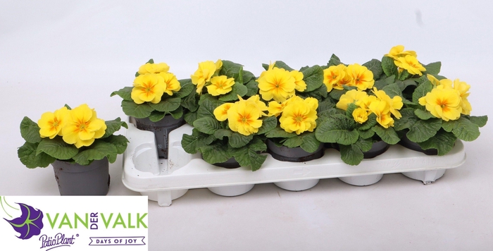 <h4>Prim Ac C Gold Yell</h4>