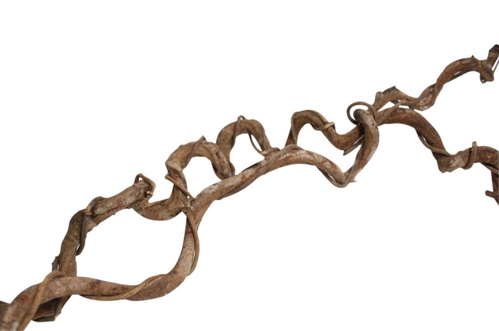 Branch Crazyvine Wrapped L180