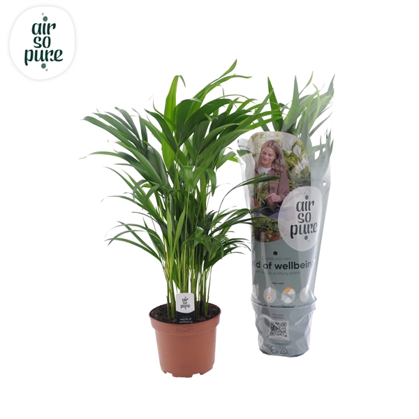 <h4>Dypsis lutescens (Areca) 17cm</h4>