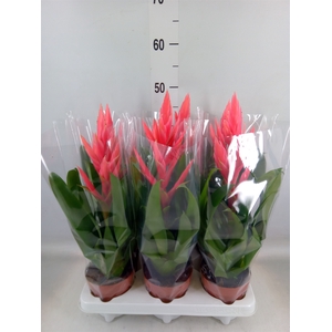 Tillandsia  'Ziva'