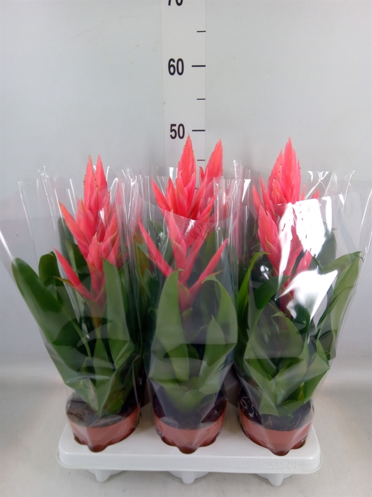 <h4>Tillandsia  'Ziva'</h4>