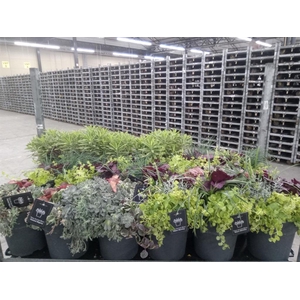 Vaste pltn   ...mix 3  [Perennials]