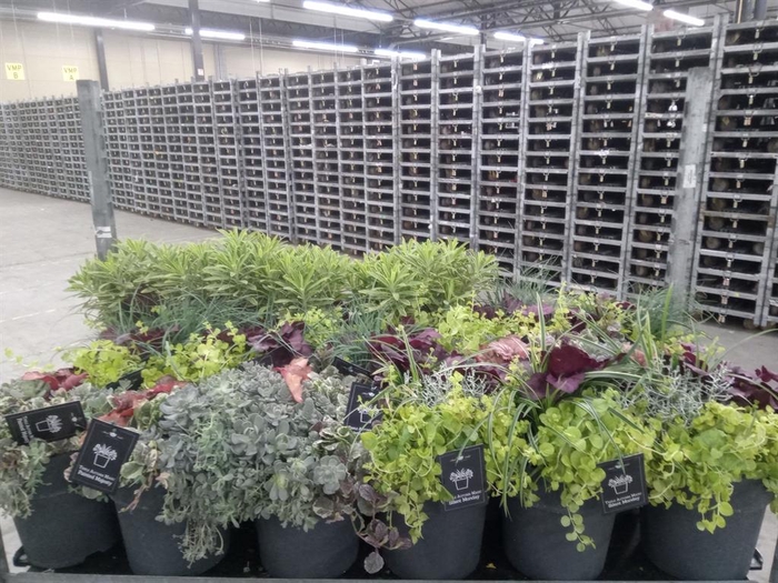 <h4>Vaste pltn   ...mix 3  [Perennials]</h4>