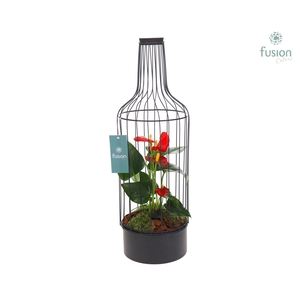 Metaal fles zwart Large met Anthurium