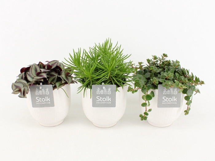 <h4>Pure Green Mix in Pure Liv soorten : Rhipsalis, Tradescantia, Sedum</h4>