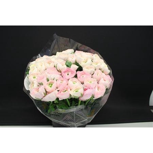 Cloni Super Hanoi Mix