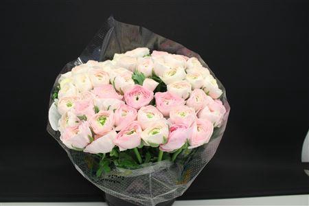 <h4>Cloni Super Hanoi Mix</h4>