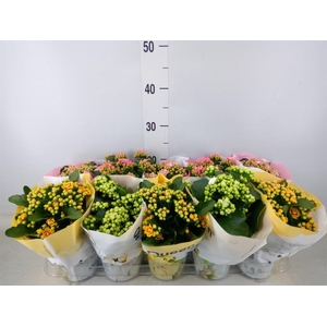 Kalanchoe blos.   ..rosebud mix GR