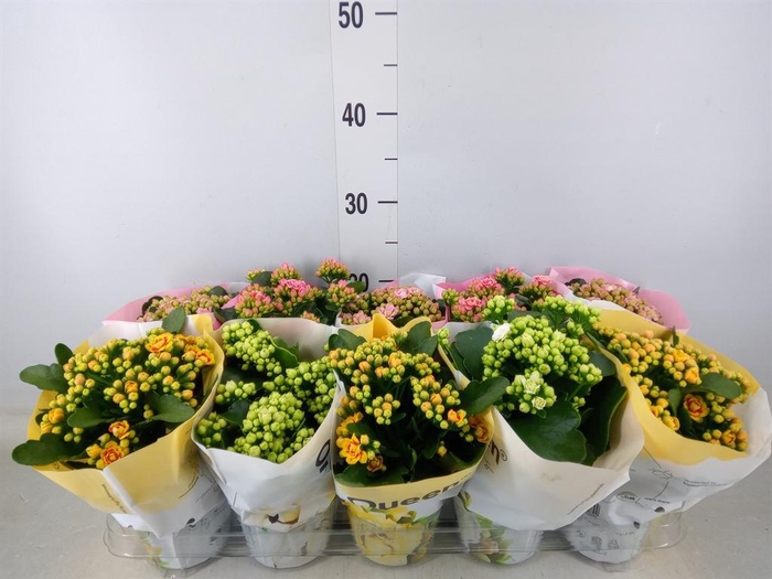 <h4>Kalanchoe blos.   ..rosebud mix GR</h4>
