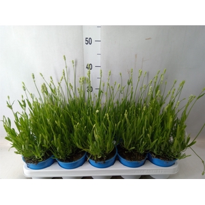 Lavandula angus. 'Aromance White'