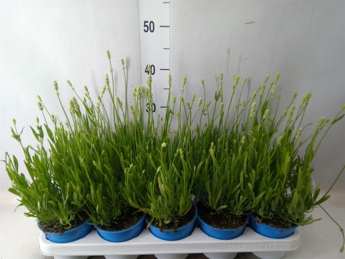 <h4>Lavandula angus. 'Aromance White'</h4>