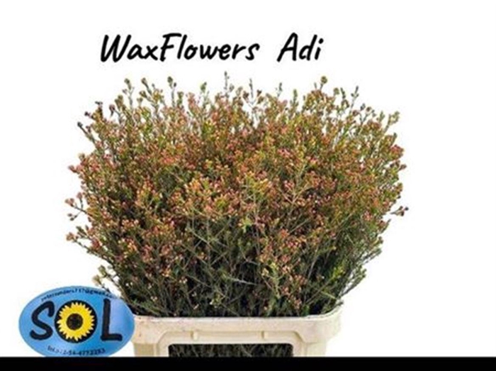 <h4>Chame Adi (knop)</h4>