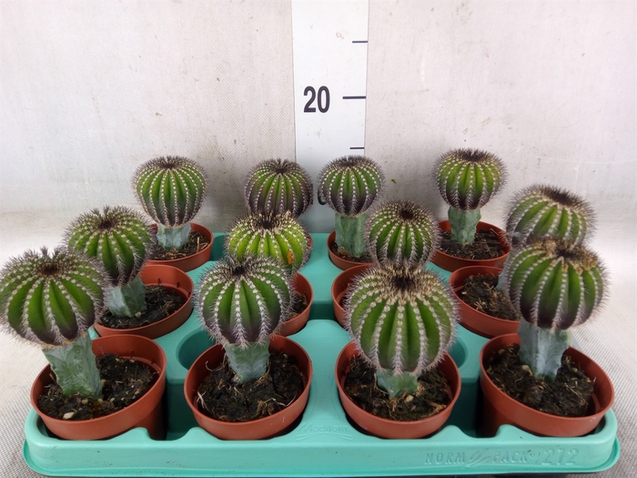 <h4>Succulents   ...</h4>
