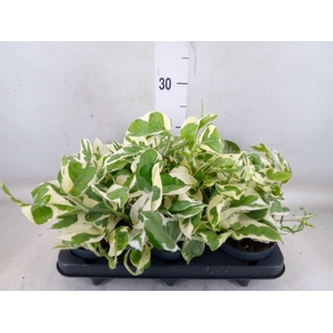 Epipremnum pinn. 'NJoy'