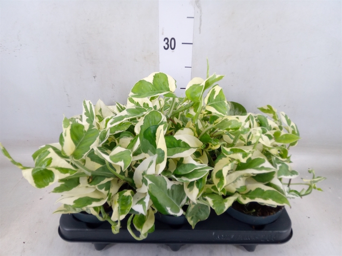 <h4>Epipremnum pinn. 'NJoy'</h4>