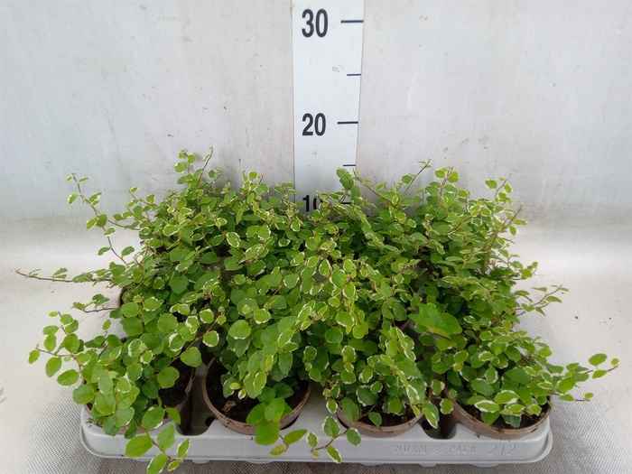 <h4>Ficus pumila 'White Sunny'</h4>