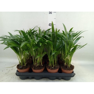 Dypsis lutescens   ...Chrysalidoca