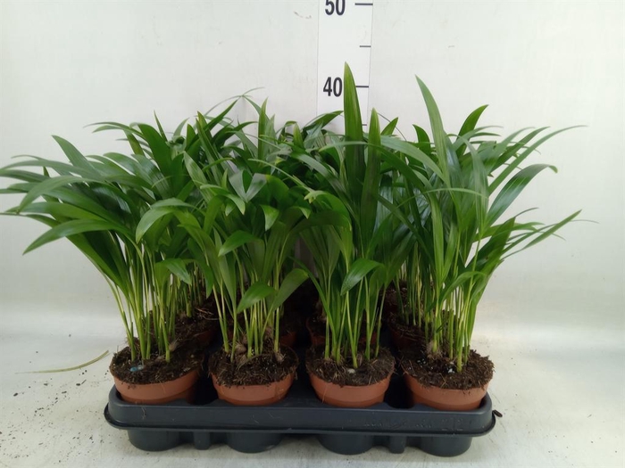 <h4>Dypsis lutescens   ...Chrysalidoca</h4>