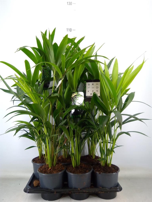 <h4>Howea forsteriana</h4>