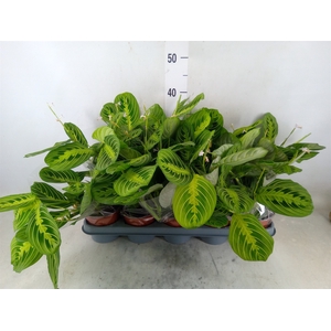 Maranta leuc. 'Lemon'
