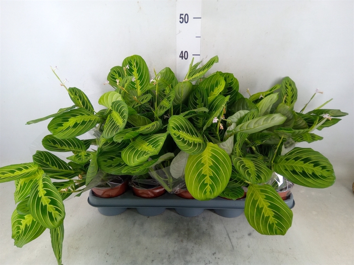 <h4>Maranta leuc. 'Lemon'</h4>
