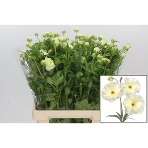 RAN BUTTERFLY GRACES