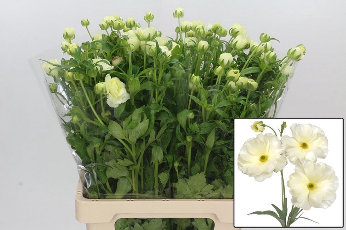 <h4>RAN BUTTERFLY GRACES</h4>