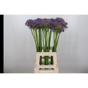 Allium Jackpot
