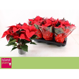 EUPHOR P CHR UNIVERS