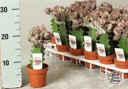 <h4>Euphor Lac Cristata</h4>