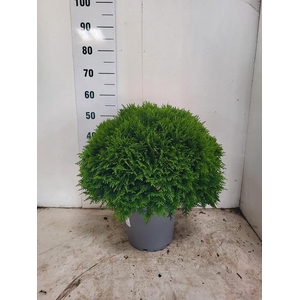 THUJA O DANICA