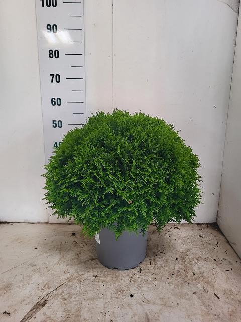 <h4>THUJA O DANICA</h4>