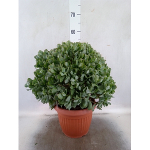 Crassula arborescens subsp. undilat