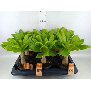 Brighamia ins. 'Hawaiian Palm'