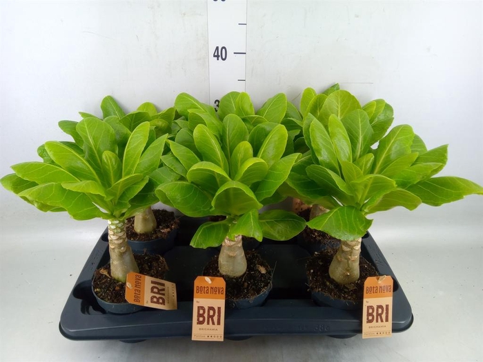 <h4>Brighamia ins. 'Hawaiian Palm'</h4>