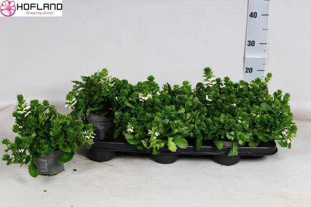 <h4>SCAEV FANATIX WHITE</h4>