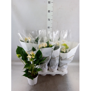 Anthurium andr. 'White Champion'
